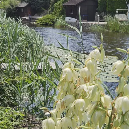 Der Traum vom eigenen Steg in den See wird hier wahr - Bild 3