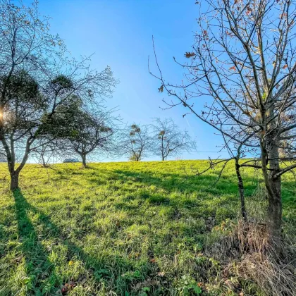 Naturnahes Wohnbau-Grundstück. - Mit Wald-Anteil. - 5 Min. vor Jennersdorf. - Bild 3