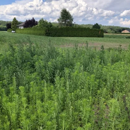 WOHNEN inmitten der NATUR ***Ihr TRAUM vom EIGENHEIM*** ebenes Baugrundstück, 967 m² Ruhelage, sonnig 8142 ZWARING - Bild 2