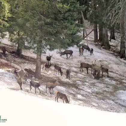 Kleines aber erlebnisreiches Jagdrevier im Salzburger Land - Bild 2