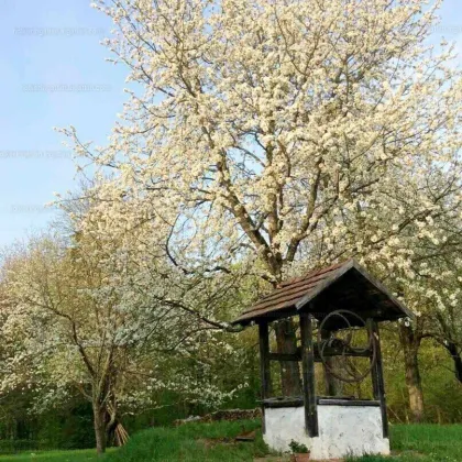 Saniertes Bauernhaus in Alleinlage inmitten der Natur im Dreiländereck Slowenien-Österreich-Ungarn - Bild 2