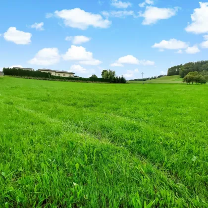 Naturnahes Wohnbau-Grundstück zwischen Mattighofen und Ried. - Ihr Platz für ein Traumhaus. - Bild 2