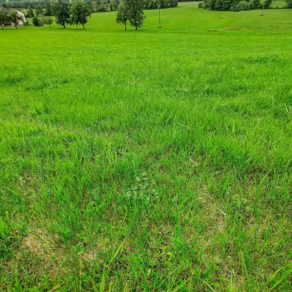 Naturnahes Wohnbau-Grundstück zwischen Mattighofen und Ried. - Ihr Platz für ein Traumhaus. - Bild 3