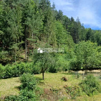 Wohnen am Waldrand mit eigenem Bächlein - Natur pur - Bild 2