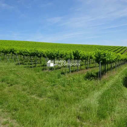 ETW mit großer Terrasse- Erstbezug! Münichsthal im Weinviertel- 12km zur Grenze Wiens!!! - Bild 3