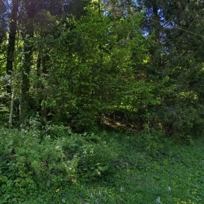 5 ha Wald - aufgeschlossen - Bild 2