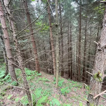 ARRONDIERTES Waldgrundstück in KINDBERG zu VERKAUFEN - Bild 2