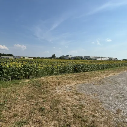 Grünland in zentraler Lage in Neusiedl am See - Bild 2