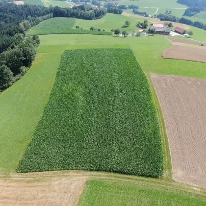 Grundstück mit landwirtschaftlicher Nutzung in 4724 Eschenau/Altenberg - Bild 3