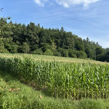 Großzügiges 4.069m² großes, sonniges Baugrundstück - Bild 2