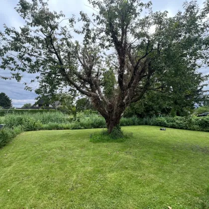 Renovierungsbedürftiges Einfamilienhaus mit schönem Garten in Höchst - Bild 3