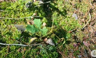 Waldliebhaber aufgepasst!