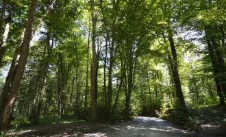 Waldflächen im Bezirk Güssing und Bezirk Oberwart zu verkaufen !!!