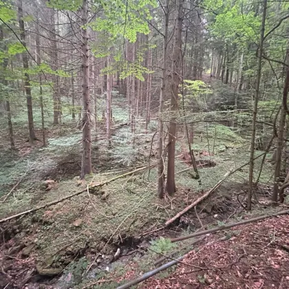 Waldjuwel im hügeligen Steinwandleiten - Bild 2