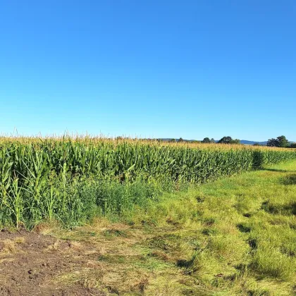 BIETERVERFAHREN - Acker ca. 1,7 ha in der Gemeinde Langenrohr - Nähe Rust im Tullnerfeld - zu kaufen - Bild 3