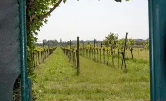 PFAFFSTÄTTEN bei Baden:   Baugrundstück in toller grüner und ruhiger Lage