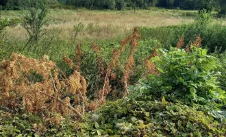 Baugrundstück in Potzneusiedl - Ihr perfektes Zuhause im idyllischen Burgenland