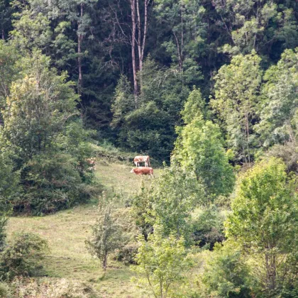 Bauernhof Gebiet Chiemsee - ca. 10 Hektar Wiese und ca. 2 Hektar Wald - Bild 3