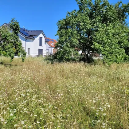 Großer Baugrund in Rohrendorf bei Krems - Bild 2