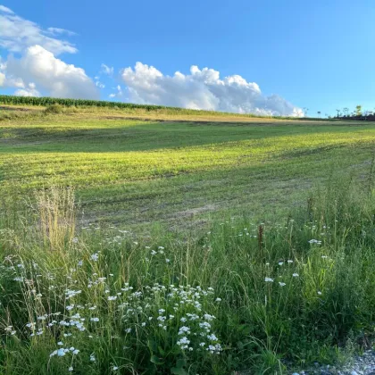 Wunderschönes Baugrundstück in gefragter Lage - mit Blick über Wels! - Bild 3