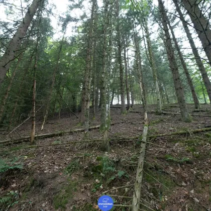 Waldgrundstück inklusive Wiesenfläche (ca. 4,76 ha) nähe Schlögener Schlinge - Bild 3