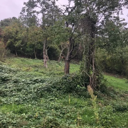 Obstgarten und  Erholungsraum in der Nähe von Wien - Bild 2