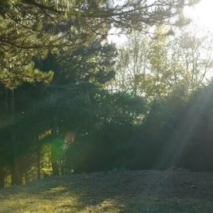 LAGE LAGE LAGE Verlassenschaft - Grundstück mit Linzblick - Altenberg mit Altbestand Einfamilienhaus - Bild 3