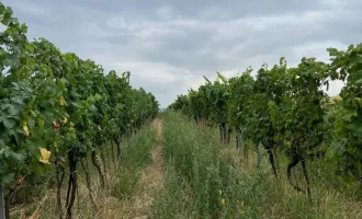 Weingarten im Weinviertel, provisionsfrei!