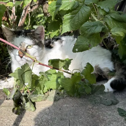 Kleines Haus mit Mitzekatze und sonniger Terrasse zu verkaufen! - Bild 3