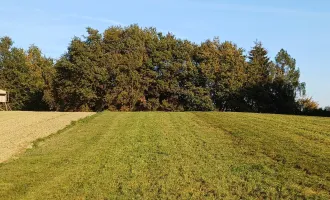 Landwirtschaftlicher Nutzgrund, Wiese und Wald