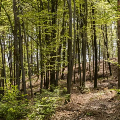 Gepflegte Eigenjagd in der waldreichen Hügellandschaft des Südburgenlandes - Bild 3