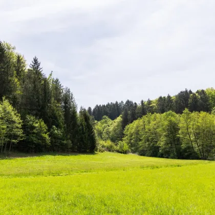 Gepflegte Eigenjagd in der waldreichen Hügellandschaft des Südburgenlandes - Bild 2