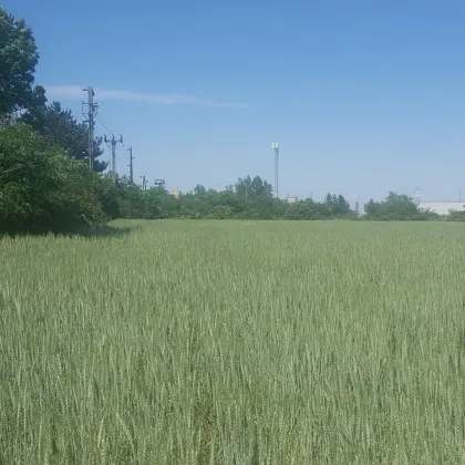 BETRIEBSBAUGRUNDSTÜCKE IM INDUSTRIEGEBIET SEYRING (10.433m²) - Bild 3