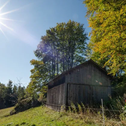 Bio-Hof mit perfekter Infrastruktur im Bezirk Freistadt - Naturparadies für Tierhaltung, Reitbegeisterte und Urlaub am Bauernhof-Anbieter - Bild 3