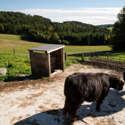 Bio-Hof mit perfekter Infrastruktur im Bezirk Freistadt - Naturparadies für Tierhaltung, Reitbegeisterte und Urlaub am Bauernhof-Anbieter - Bild 2