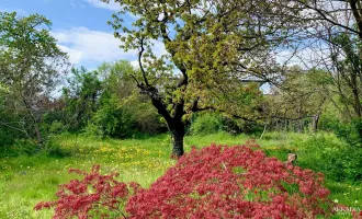 Wohnen im Grünen I Baugrund in Strasshof