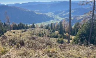 7,7 ha Forst / Wald als solide Geldanlage